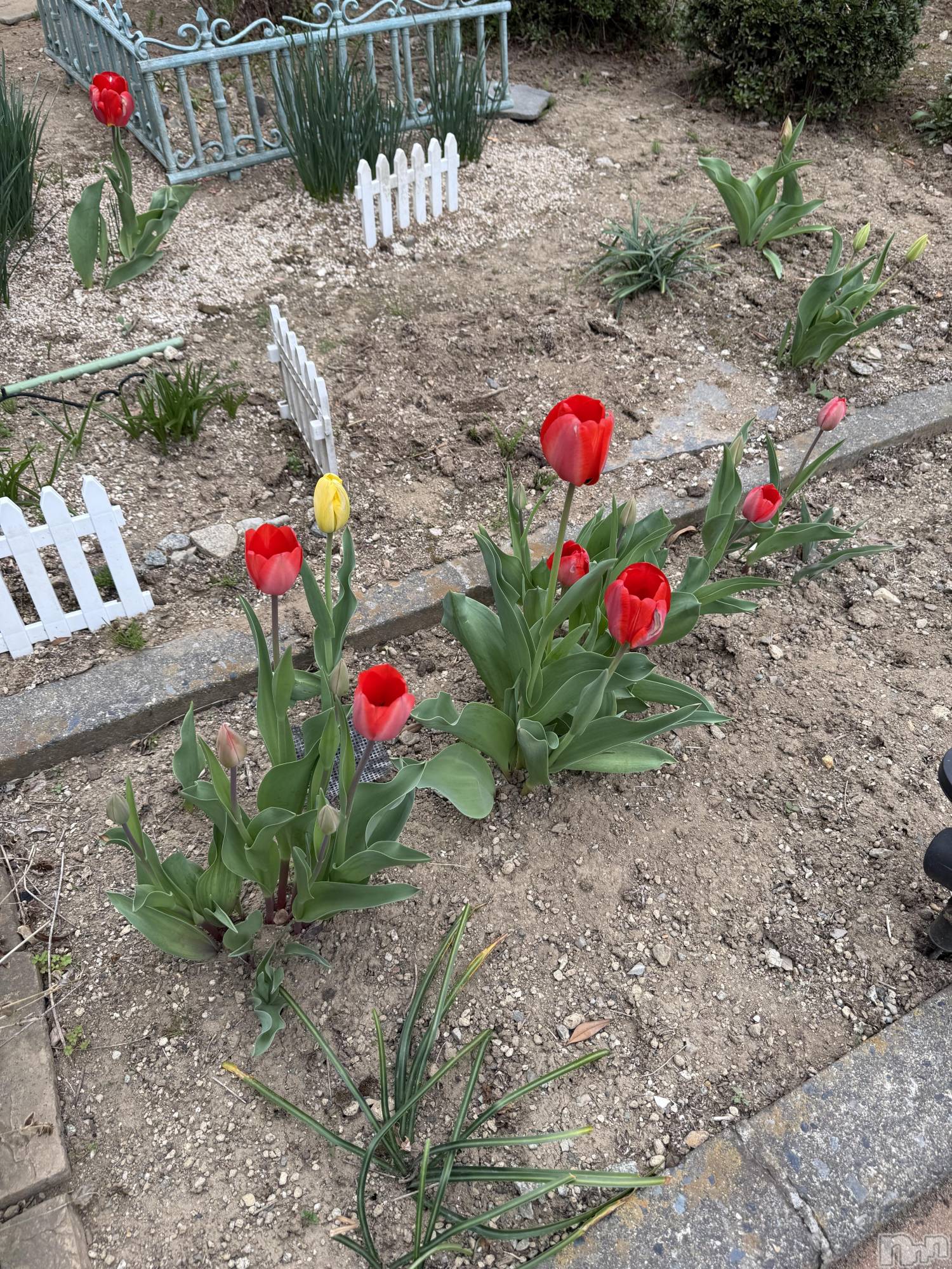 ��ˬ����Х��顦����֥���� �ץ���� ��ˬ(����� �ץ���� ����) ��2025ǯ5��4���̥�֥�����🌷��