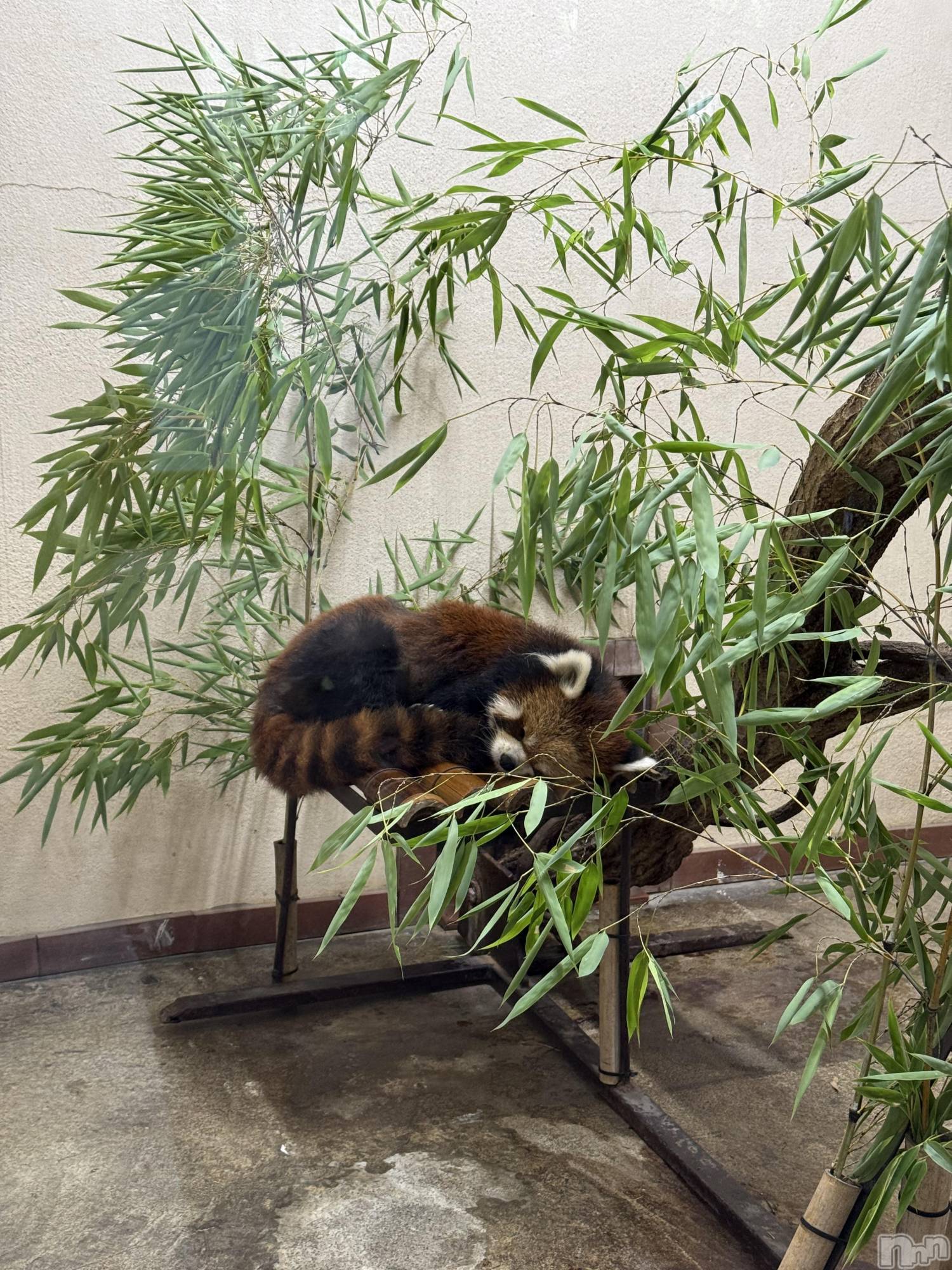 ��ˬ����Х��顦����֥���� �ץ���� ��ˬ(����� �ץ���� ����) ��2025ǯ7��31���̥�֥�����🐼��