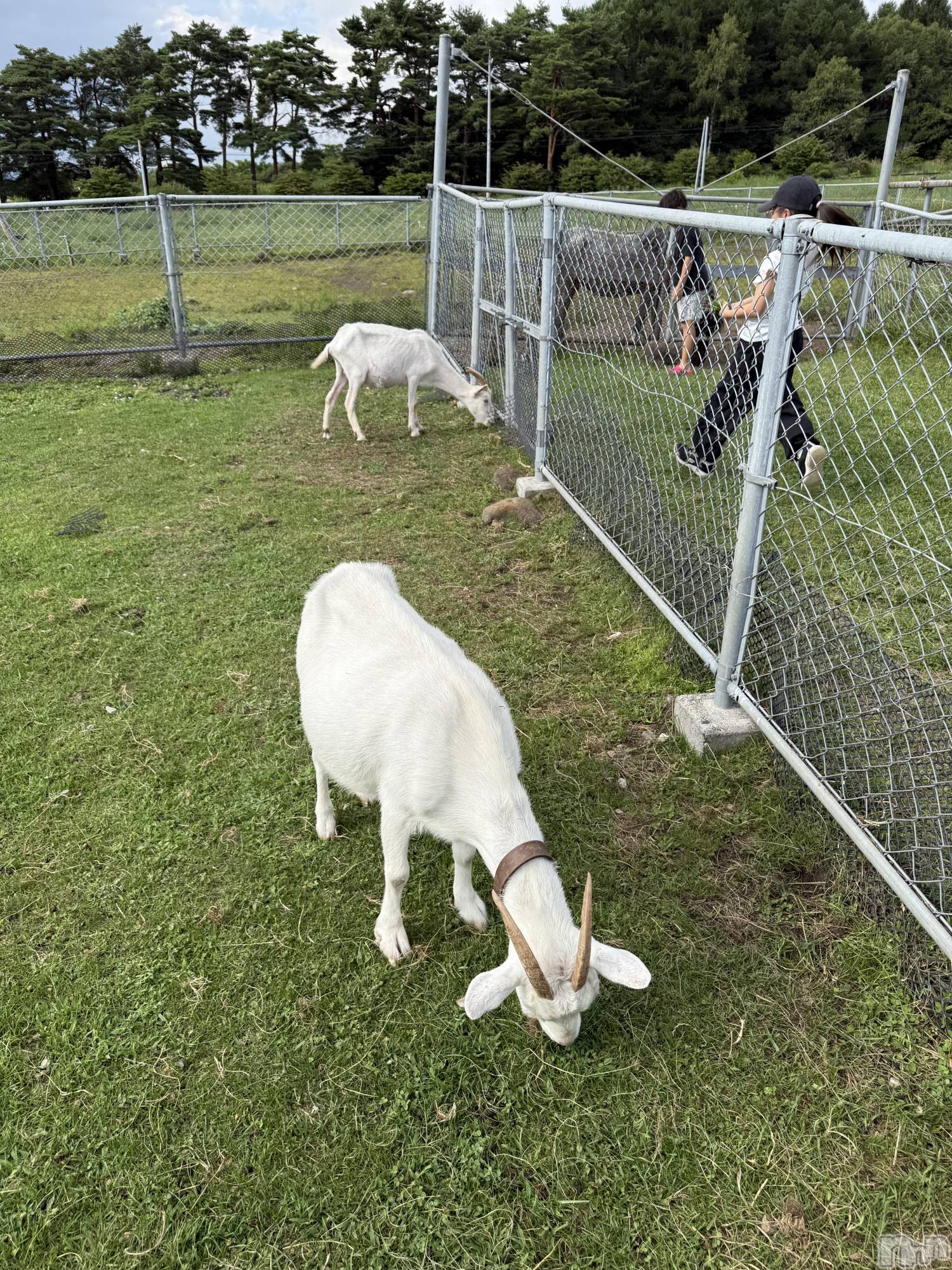 ��ˬ����Х��顦����֥���� �ץ���� ��ˬ(����� �ץ���� ����) ��2025ǯ8��30���̥�֥�����🐐��