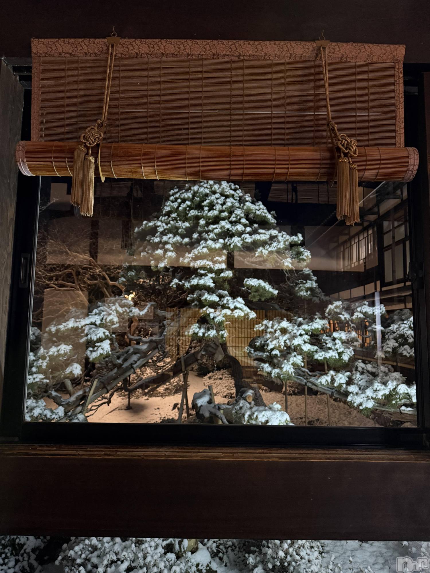 ��ˬ����Х��顦����֥���� �ץ���� ��ˬ(����� �ץ���� ����) ��2026ǯ1��11���̥�֥�����🌳��