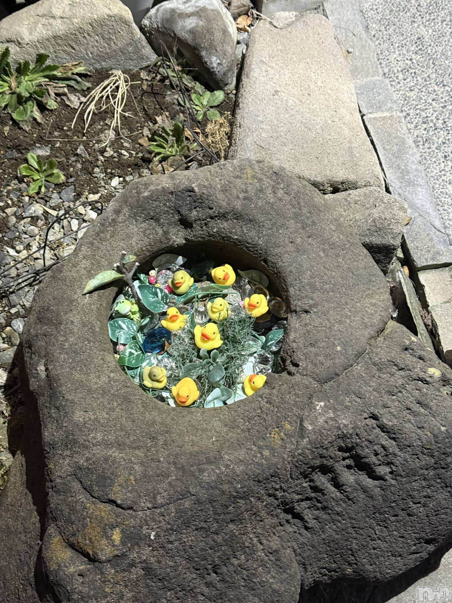 ��ˬ����Х��顦����֥���� �ץ���� ��ˬ(����� �ץ���� ����) ��2026ǯ3��18���̥�֥�����🐣��