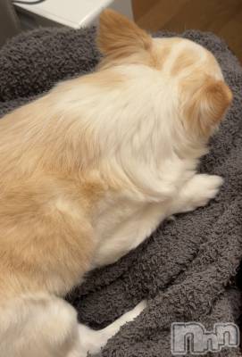 ��ˬ����Х��顦����֥���� �ץ���� ��ˬ(����� �ץ���� ����) �� ���(27)��7��23���̥�֥�����🐶��