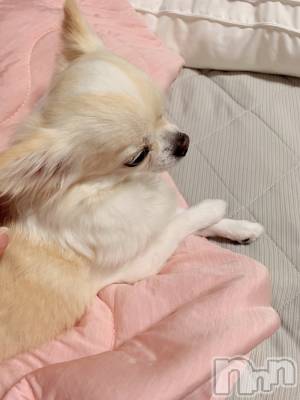 ��ˬ����Х��顦����֥���� �ץ���� ��ˬ(����� �ץ���� ����) �� ���(27)��9��6���̥�֥�����🐶��