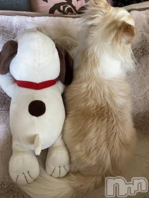 ��ˬ����Х��顦����֥���� �ץ���� ��ˬ(����� �ץ���� ����) �� ���(27)��10��1���̥�֥�����🐕��