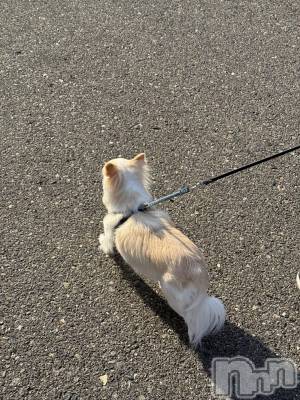 ��ˬ����Х��顦����֥���� �ץ���� ��ˬ(����� �ץ���� ����) �� ���(27)��3��30���̥�֥�����🐶��