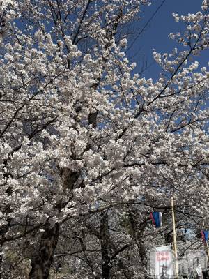 ��ˬ����Х��顦����֥���� �ץ���� ��ˬ(����� �ץ���� ����) �� ���(27)��4��18���̥�֥�����🌸��