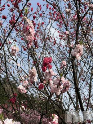 ��ˬ����Х��顦����֥���� �ץ���� ��ˬ(����� �ץ���� ����) �� ���(27)��4��23���̥�֥�����🌸��