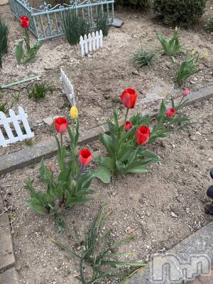 ��ˬ����Х��顦����֥���� �ץ���� ��ˬ(����� �ץ���� ����) �� ���(27)��5��4���̥�֥�����🌷��