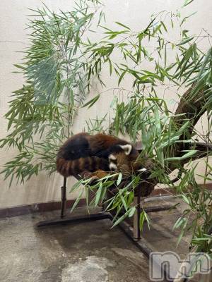 ��ˬ����Х��顦����֥���� �ץ���� ��ˬ(����� �ץ���� ����) �� ���(27)��7��31���̥�֥�����🐼��