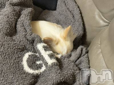 ��ˬ����Х��顦����֥���� �ץ���� ��ˬ(����� �ץ���� ����) �� ���(27)��1��9���̥�֥�����🐶��