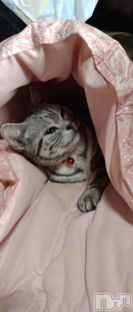 新潟デリヘル熟女の風俗 最終章(ジュクジョノフウゾクサイシュウショウ) ふうか(40)の3月15日写メブログ「お礼～」