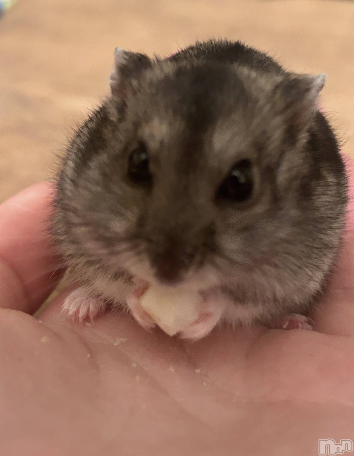 ʥå륺СROYAL ONE() 2024ǯ831ֿ̥֥٤...🐹