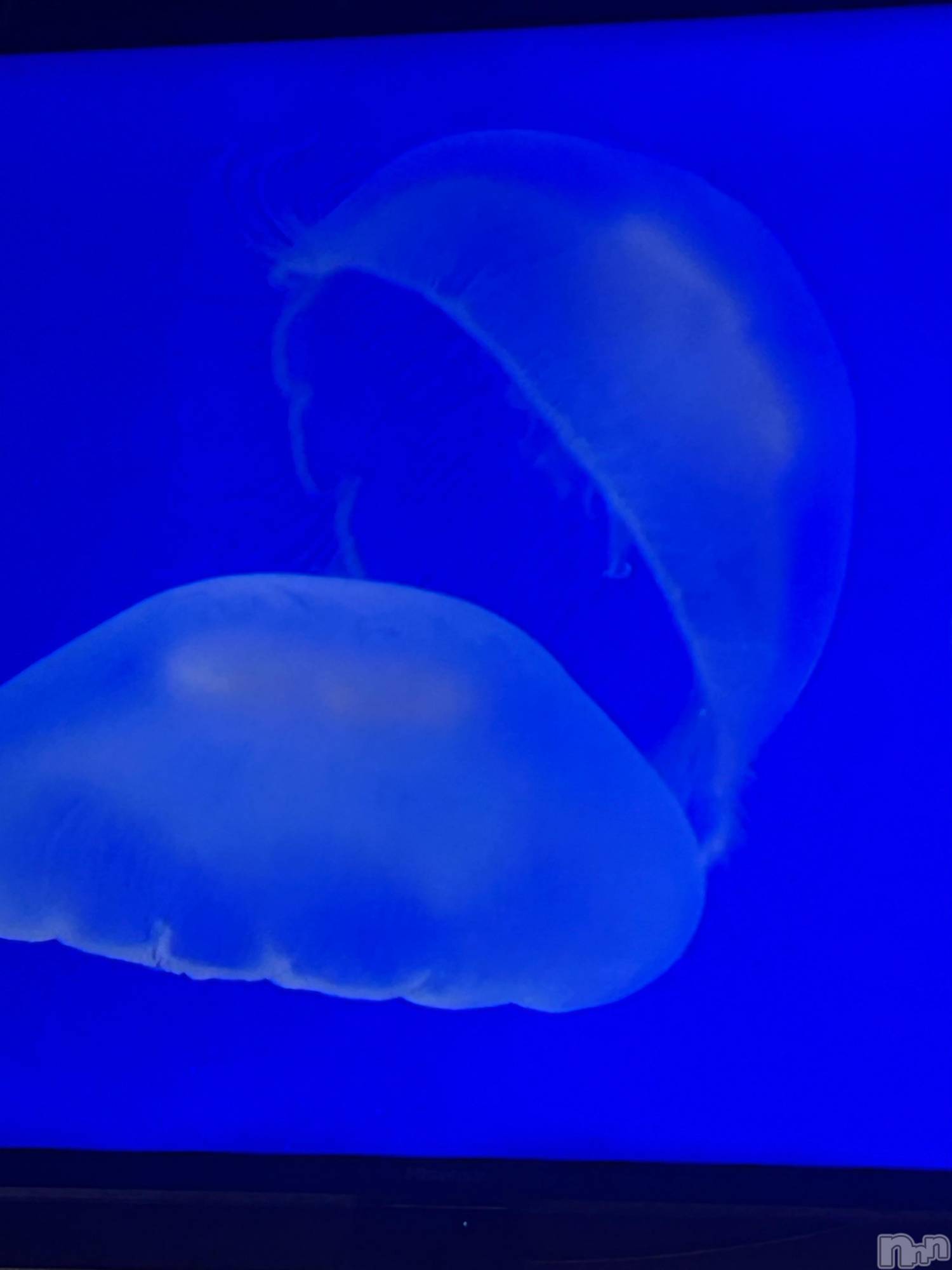 ʥå륺СROYAL ONE() 2025ǯ128̥֥ʿ