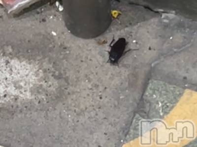 ʥå륺СROYAL ONE() (20)89̥֥֤ä