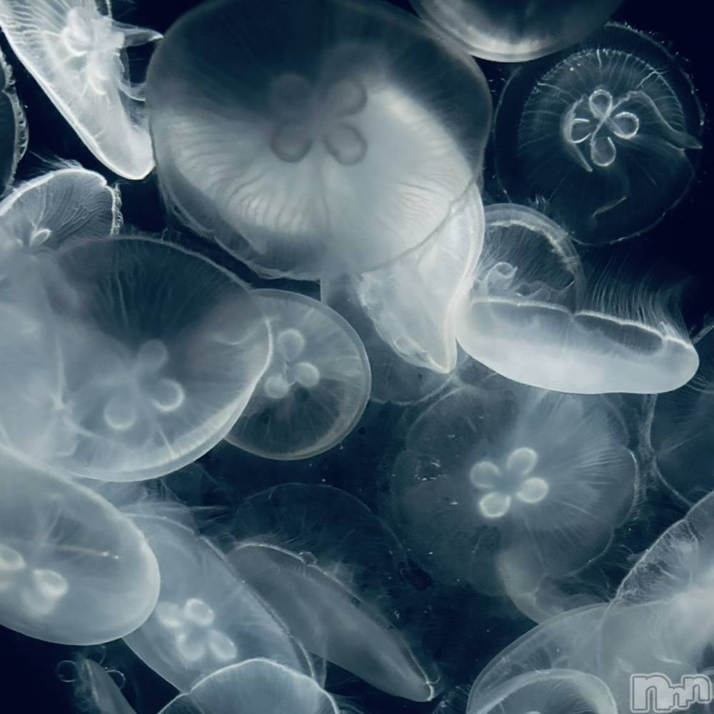 新潟デリヘルアンフィール-地元新潟の厳選された素人女性のみ-(アンフィール) 【新人】あん★美乳 (20)の12月1日写メブログ「次の出勤日のお知らせ🪼」