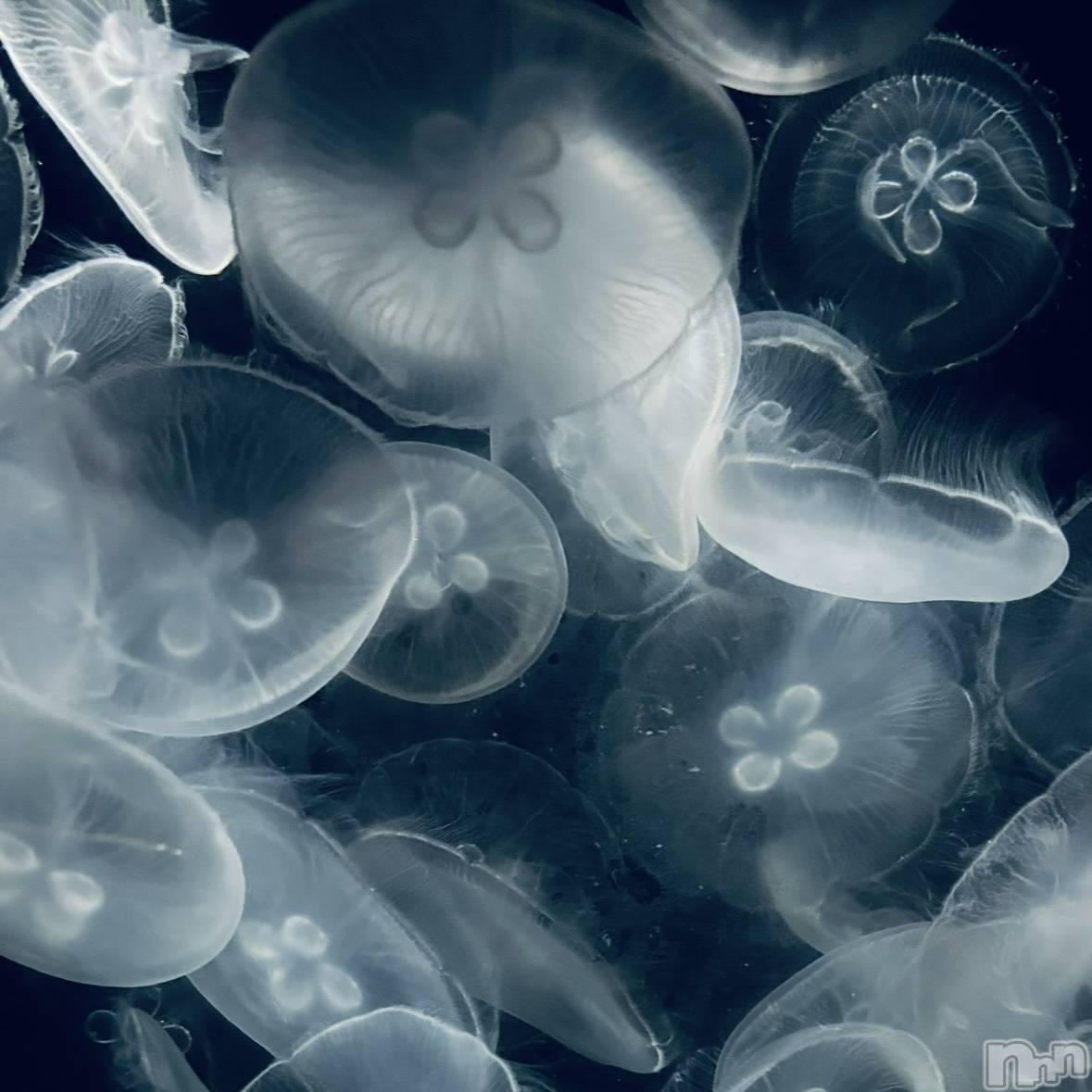 新潟デリヘルアンフィール-地元新潟の厳選された素人女性のみ-(アンフィール)【新人】あん★美乳 (20)の2025年12月1日写メブログ「次の出勤日のお知らせ🪼」