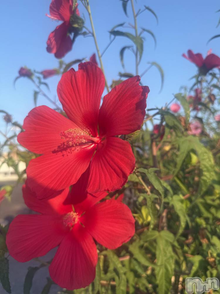 Х顦GRAND ROUGE(롼) 줤ʤ915̥֥🌺🌺🌺