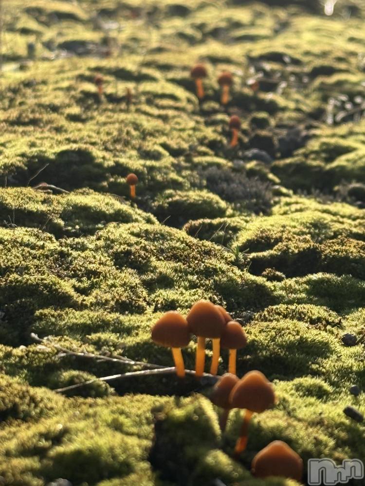 Х顦GRAND ROUGE(롼) 줤ʤ115̥֥֤Τ