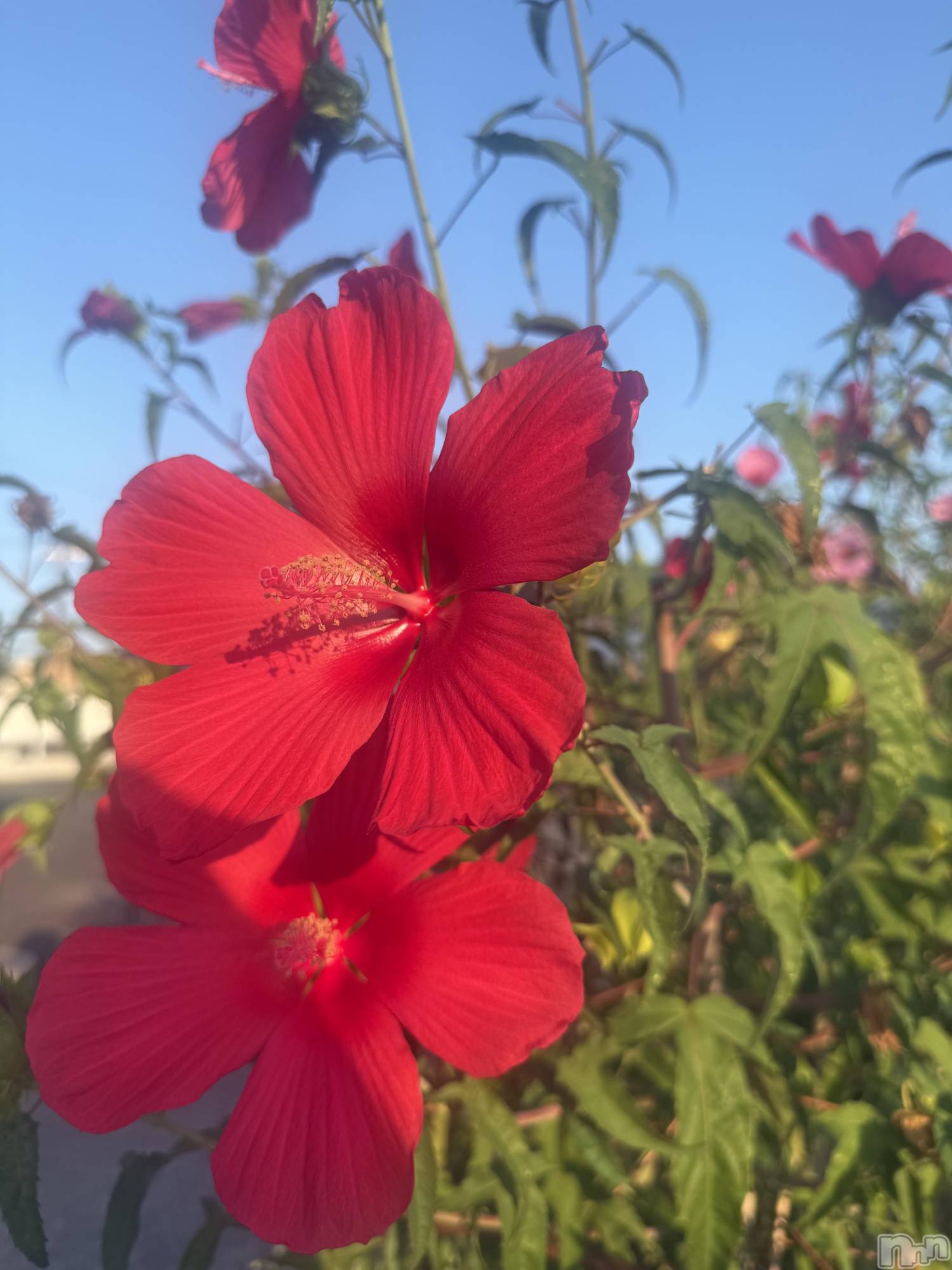 Х顦GRAND ROUGE(롼) 2025ǯ915̥֥🌺🌺🌺