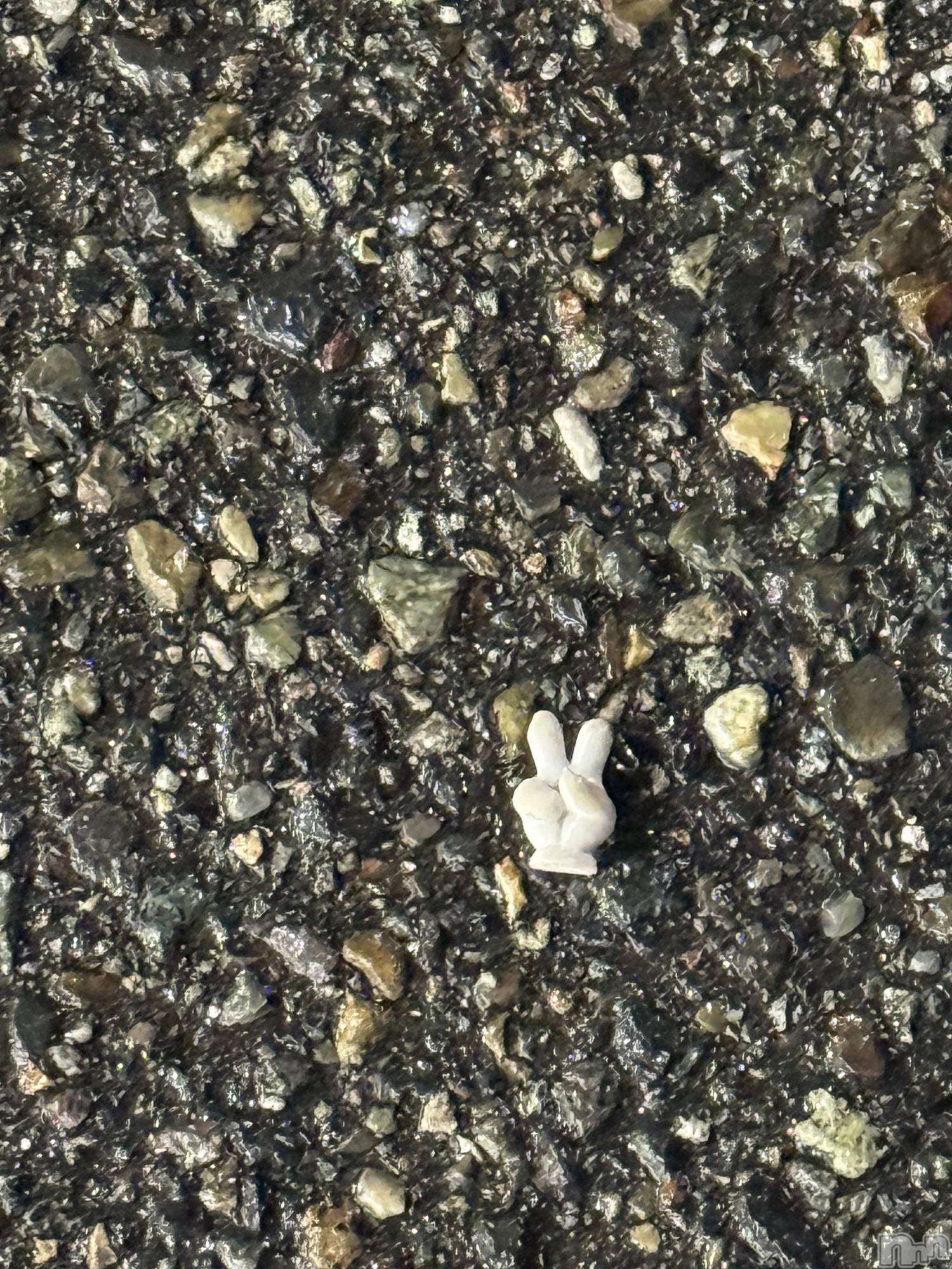 Х顦GRAND ROUGE(롼) 2025ǯ122̥֥✌🏻