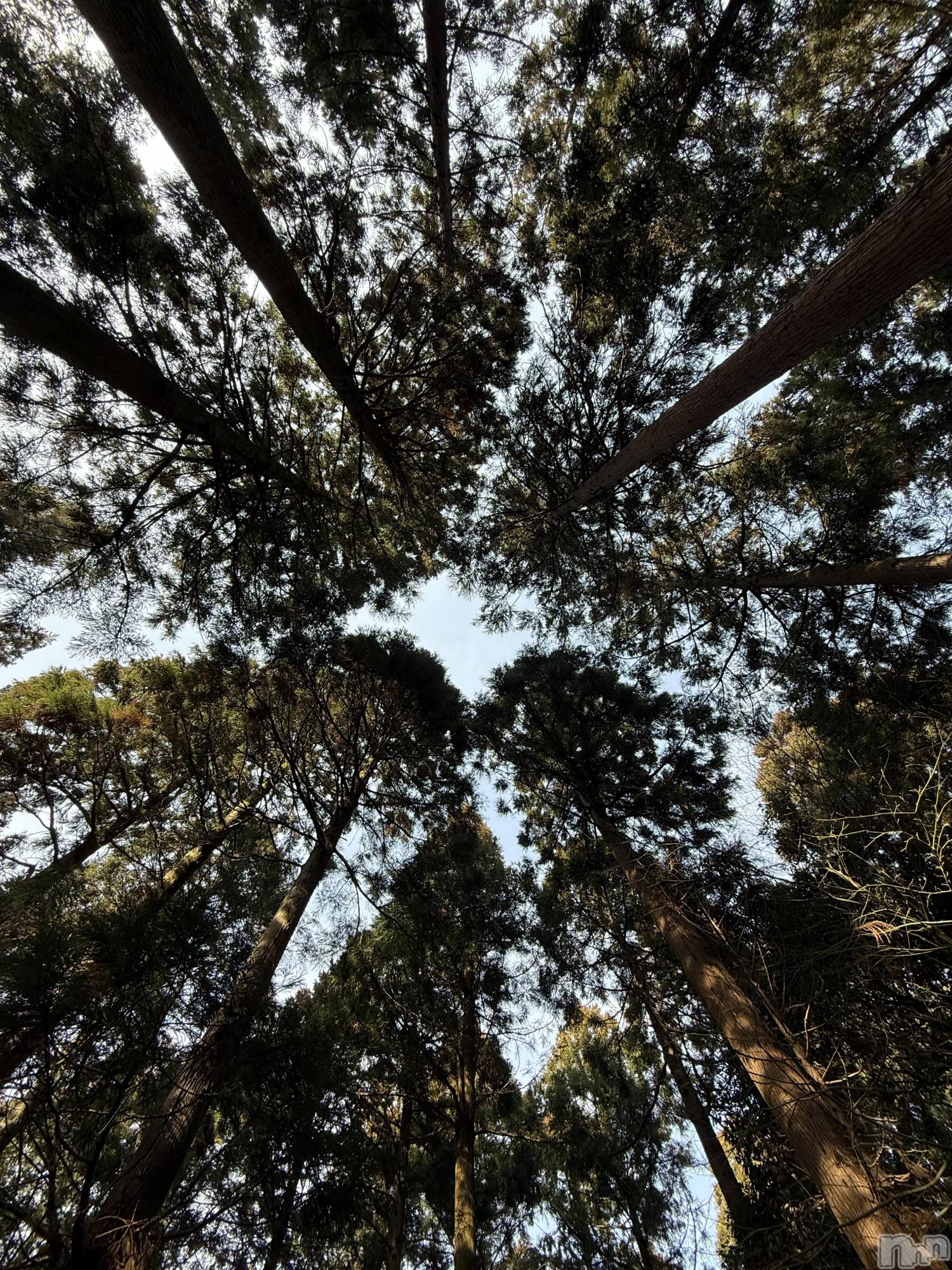 �����������Х��顦�����GRAND ROUGE(�����롼����) ��2026ǯ2��18���̥�֥����ֿ���🌳��