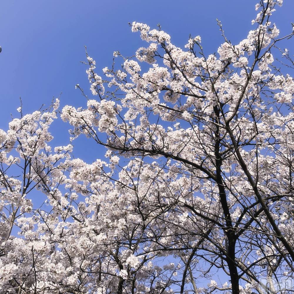 ʥå륺С饪աɥС Mimi(饪աɥС ߥ) 415̥֥🌸*.ߡ