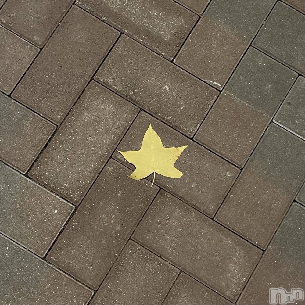 ʥå륺С饪աɥС Mimi(饪աɥС ߥ) 107ֽ̥֥Ǥʡ