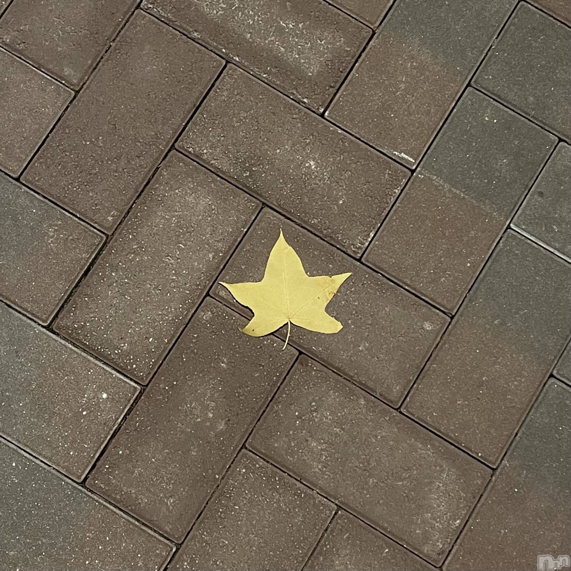 ʥå륺С饪աɥС Mimi(饪աɥС ߥ) 2025ǯ107ֽ̥֥Ǥʡ