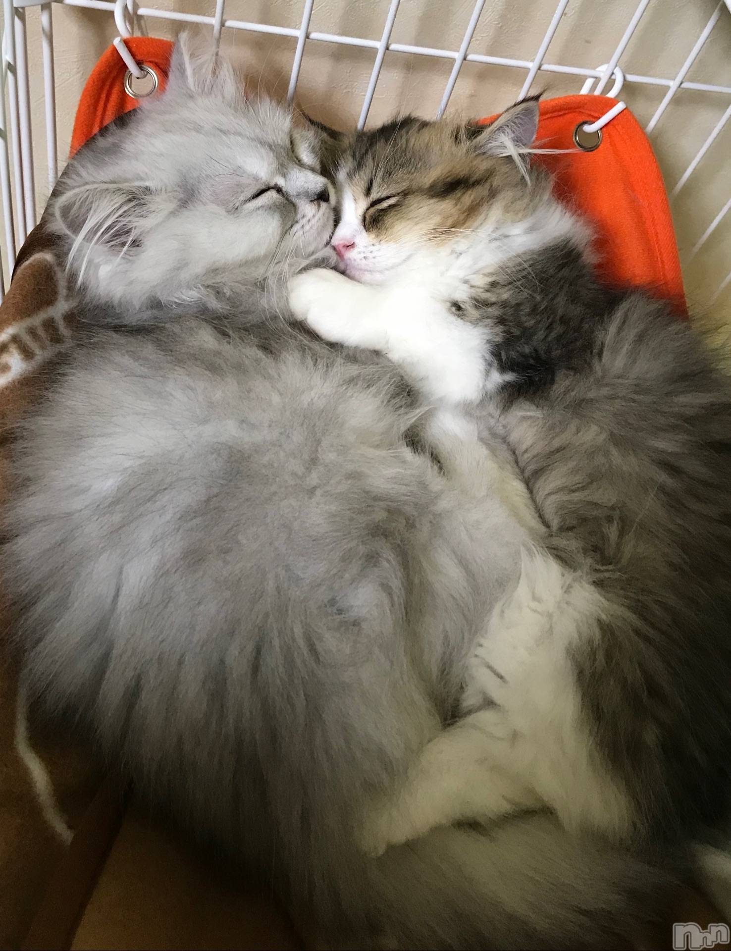 ƲХ顦clubTiara(ƥ) 2024ǯ1010̥֥🐈