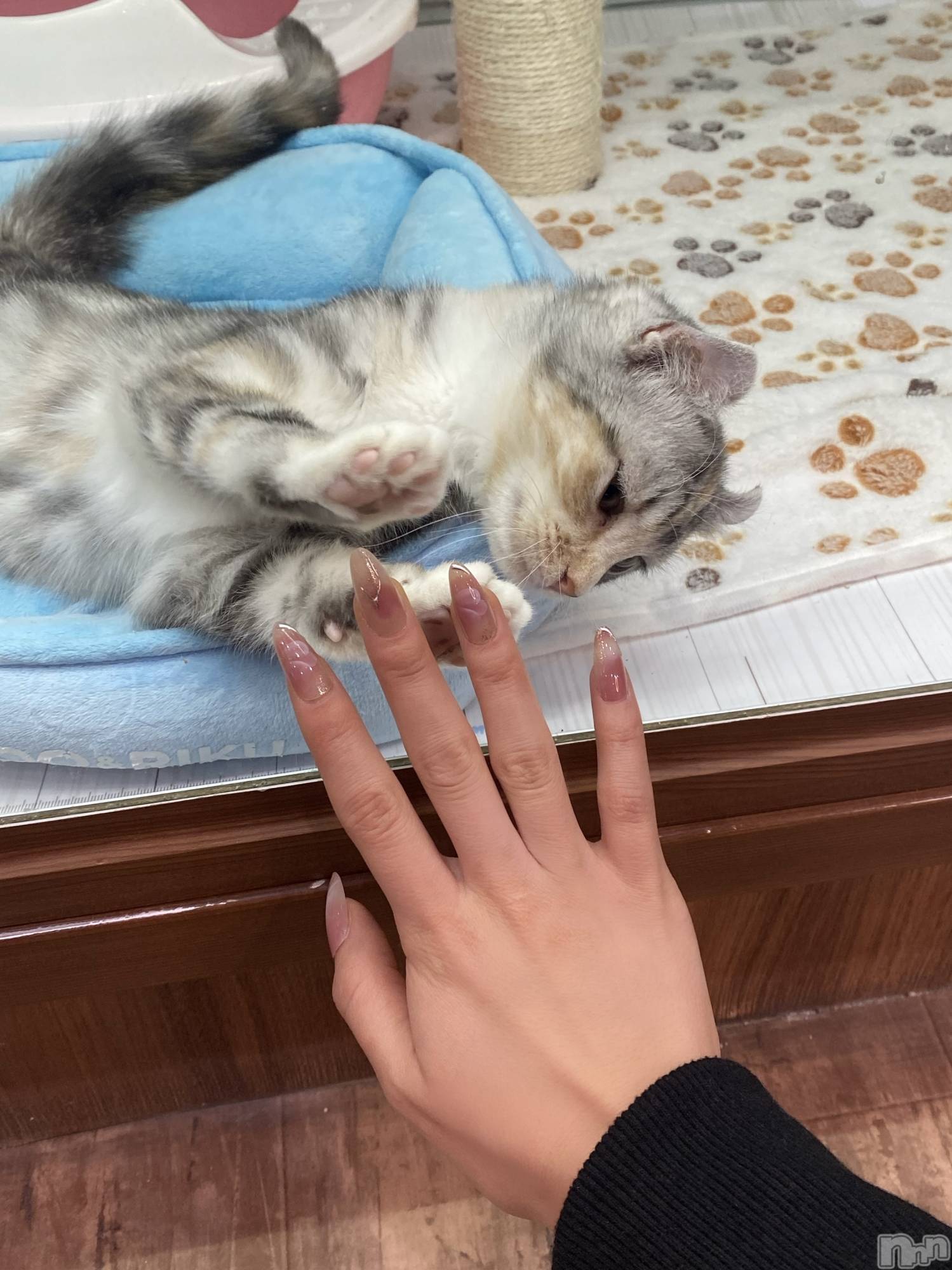ƲХ顦clubTiara(ƥ) 2025ǯ31̥֥🐈