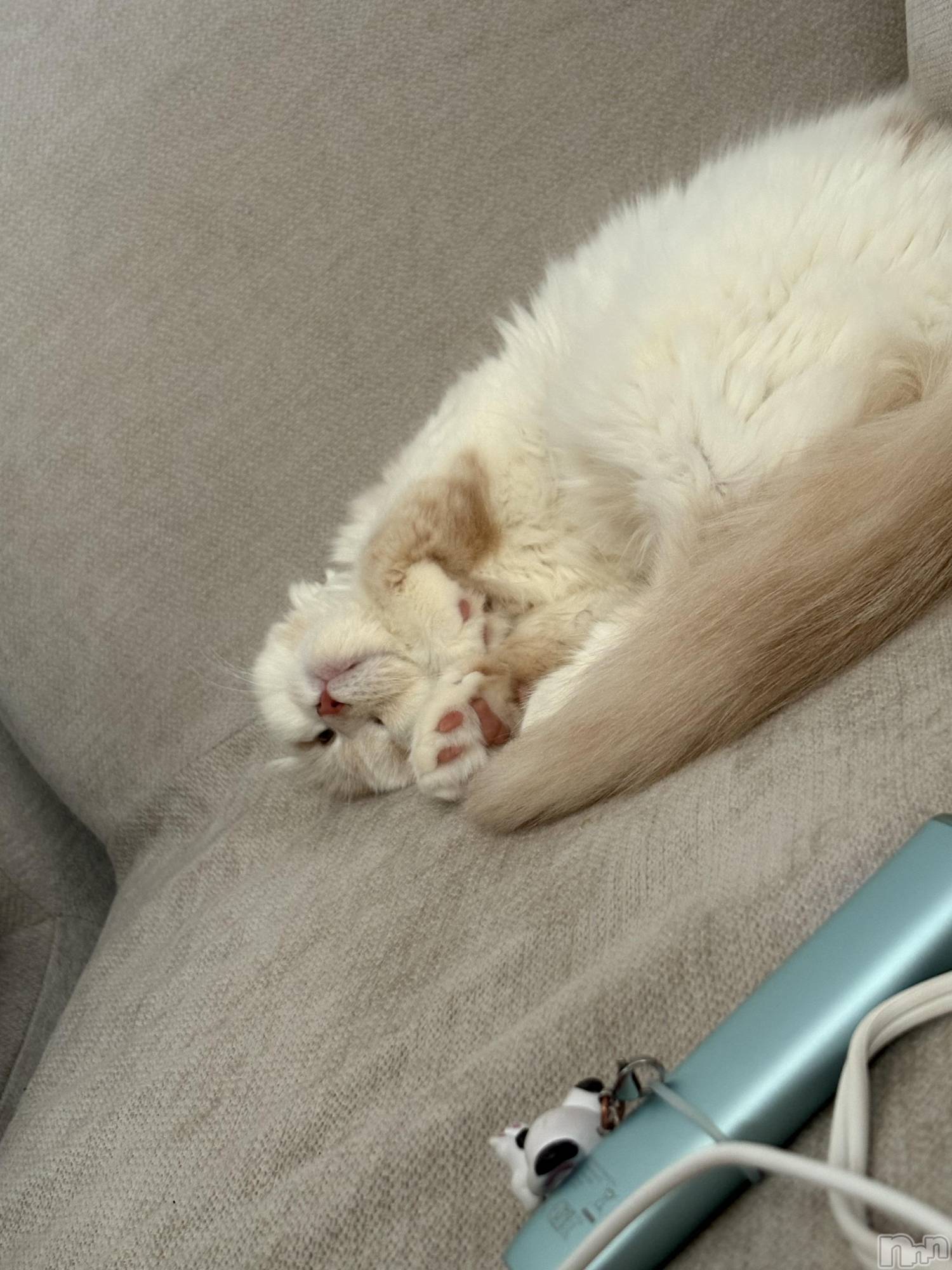 ��Ʋ����Х��顦�����clubTiara(�ƥ�����) ��2026ǯ1��26���̥�֥�����🐈🐾��