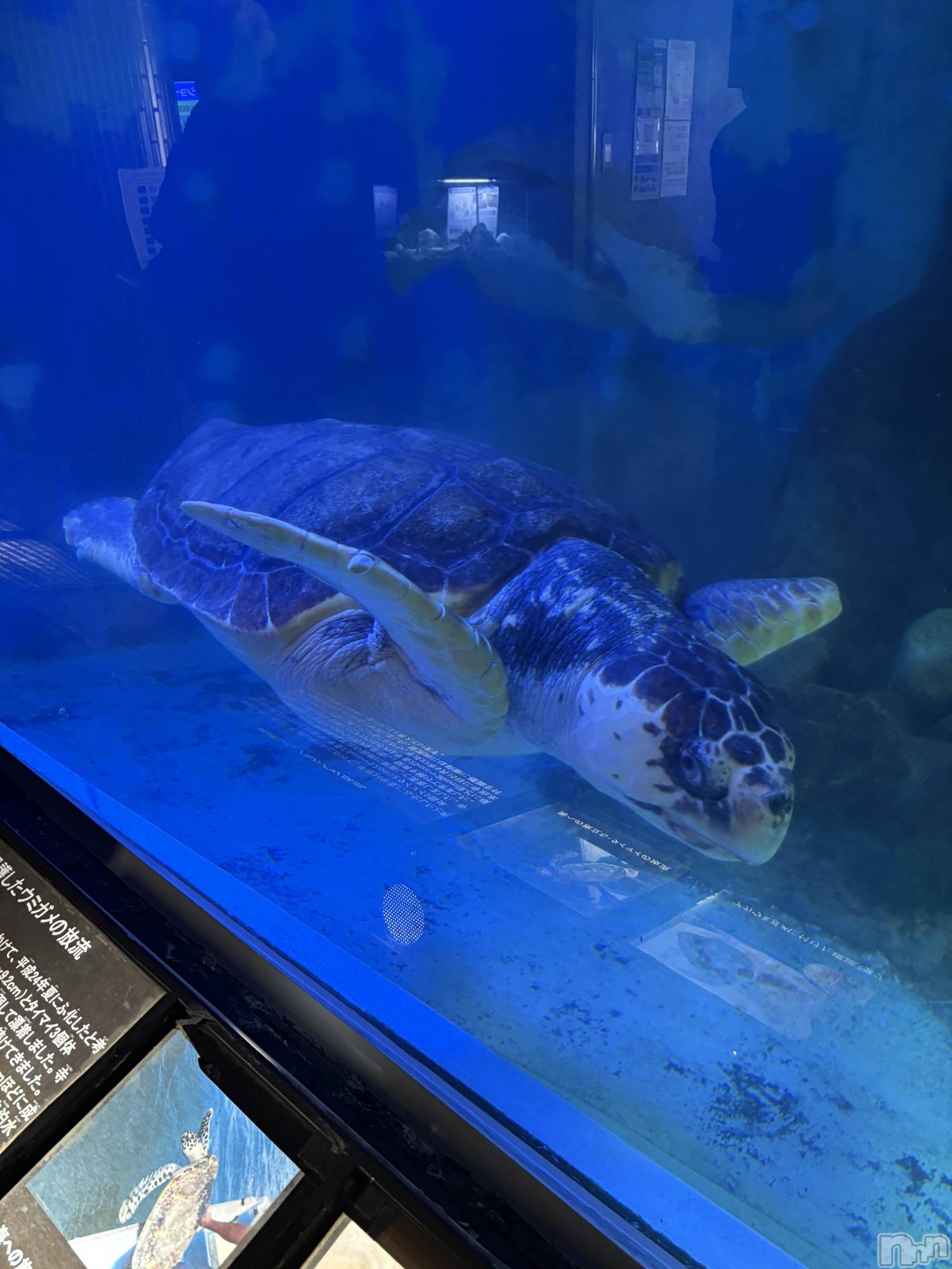 ��Ʋ����Х��顦�����clubTiara(�ƥ�����) ��2026ǯ3��21���̥�֥�����🐢��