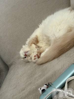 ��Ʋ����Х��顦�����clubTiara(�ƥ�����) �����(23)��1��26���̥�֥�����🐈🐾��