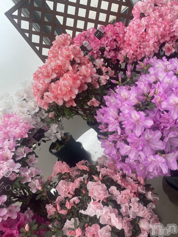 ĮХ顦Daphne(ե) Ҥʤ34̥֥֤פ֤Ǥ🌷