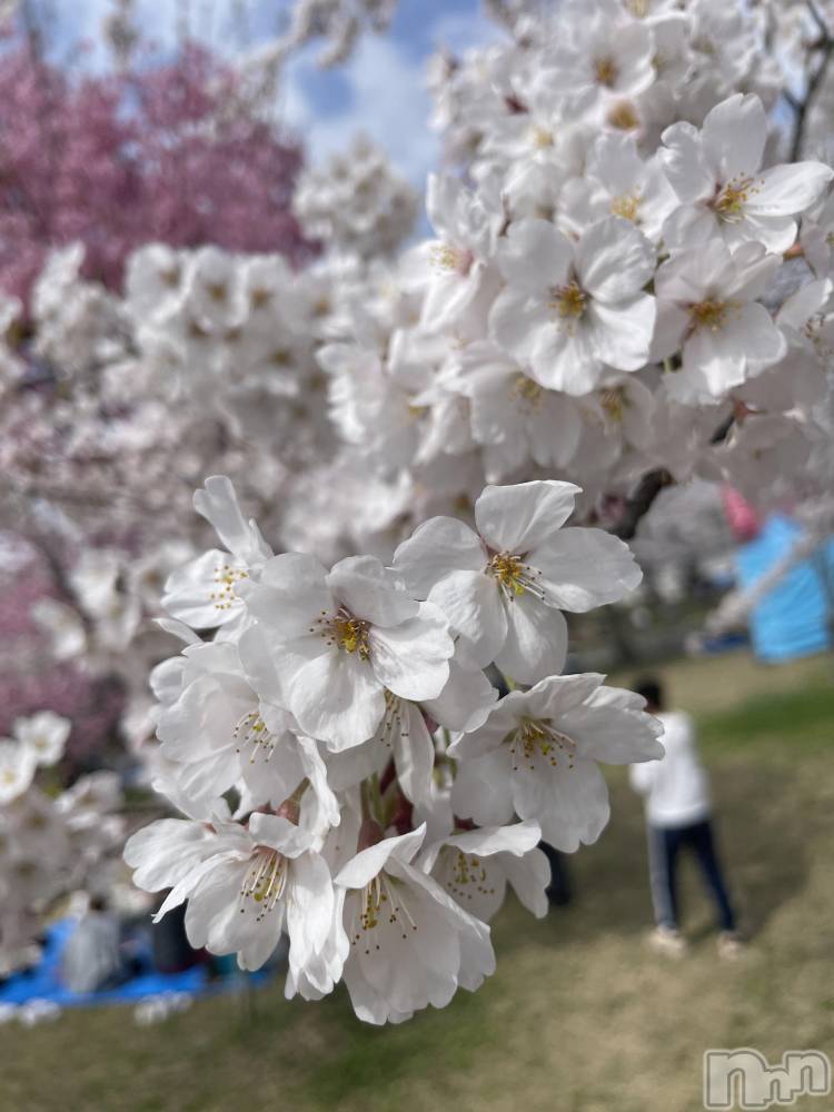 ĮХ顦Daphne(ե) Ҥʤ415ֲָ̥֥🌸