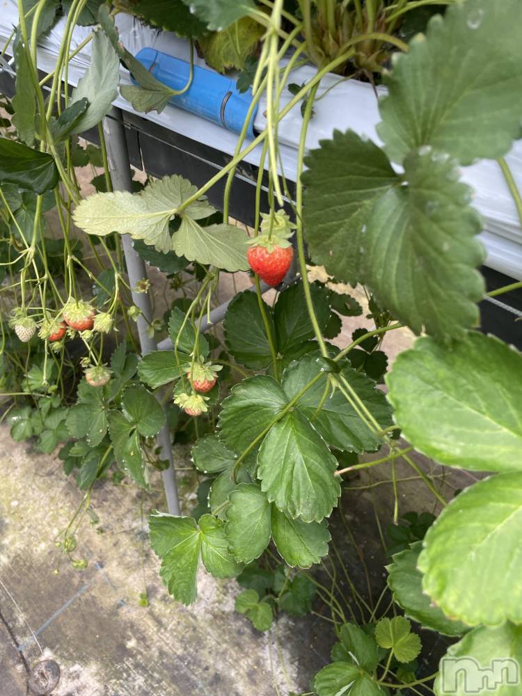 ĮХ顦Daphne(ե) Ҥʤ622̥֥🍓