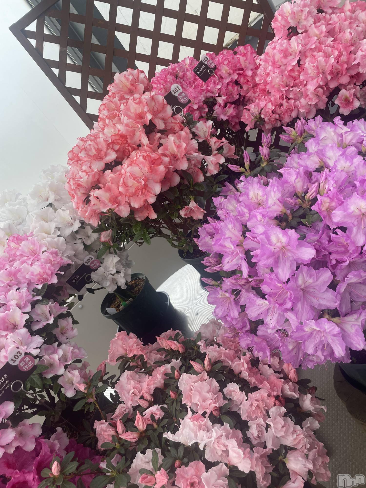 ĮХ顦Daphne(ե) 2025ǯ34̥֥֤פ֤Ǥ🌷