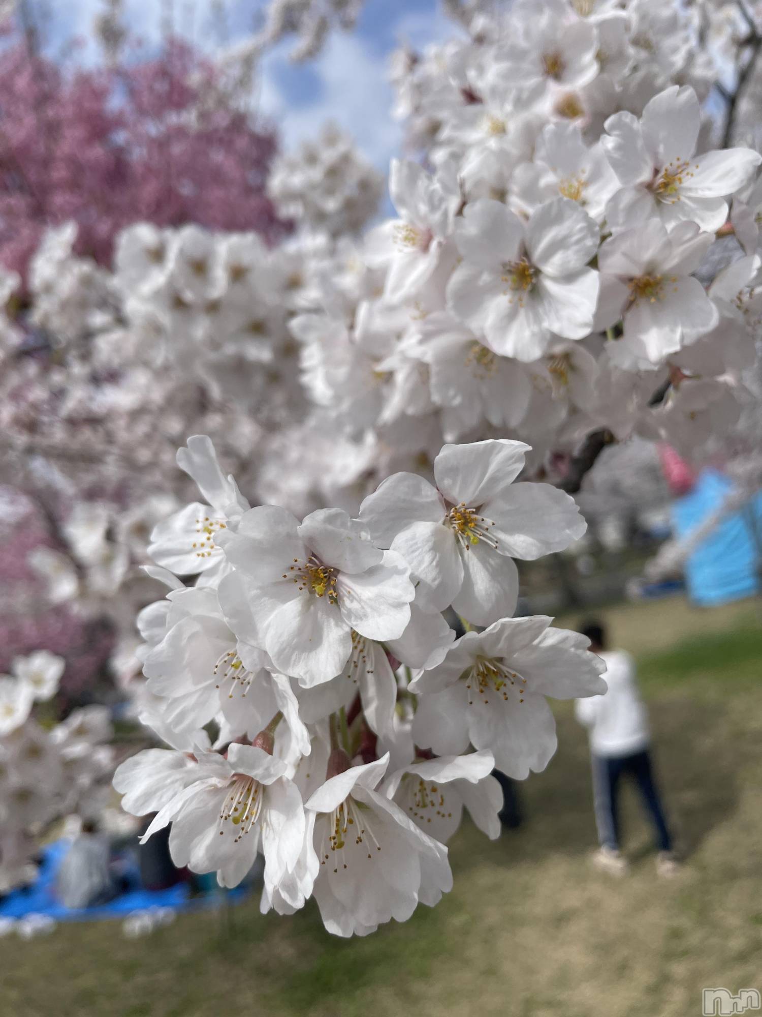 ĮХ顦Daphne(ե) 2025ǯ415ֲָ̥֥🌸
