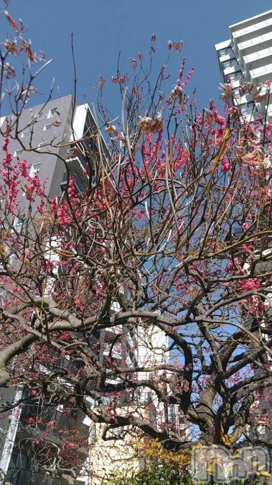 新潟ソープ不夜城(フヤジョウ) むぎ(31)の2月27日写メブログ「春ですね🌸」
