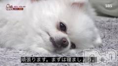 新潟ソープ新潟バニーコレクション(ニイガタバニーコレクション) ミルク(20)の11月23日写メブログ「ねるぞ」