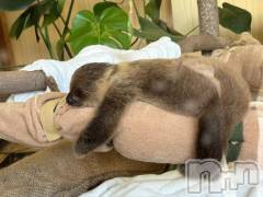 新潟ソープ新潟バニーコレクション(ニイガタバニーコレクション) ミルク(20)の11月23日写メブログ「さむすぎーーん」