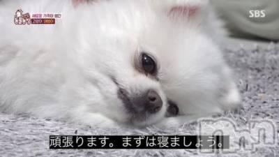 新潟ソープ 新潟バニーコレクション(ニイガタバニーコレクション) ミルク(20)の11月23日写メブログ「ねるぞ」