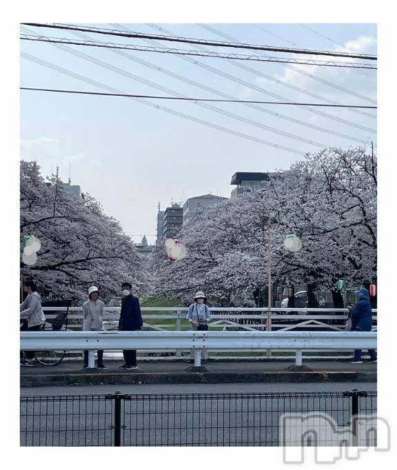 新潟デリヘル熟女の風俗 最終章(ジュクジョノフウゾクサイシュウショウ) ちなつ(40)の3月29日写メブログ「満開です🌸」