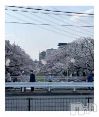 新潟デリヘル熟女の風俗 最終章(ジュクジョノフウゾクサイシュウショウ) ちなつ(40)の3月29日写メブログ「満開です🌸」