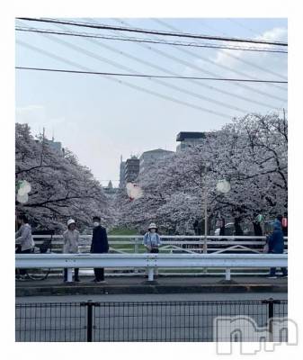 新潟デリヘル 熟女の風俗 最終章(ジュクジョノフウゾクサイシュウショウ) ちなつ(40)の3月29日写メブログ「満開です🌸」