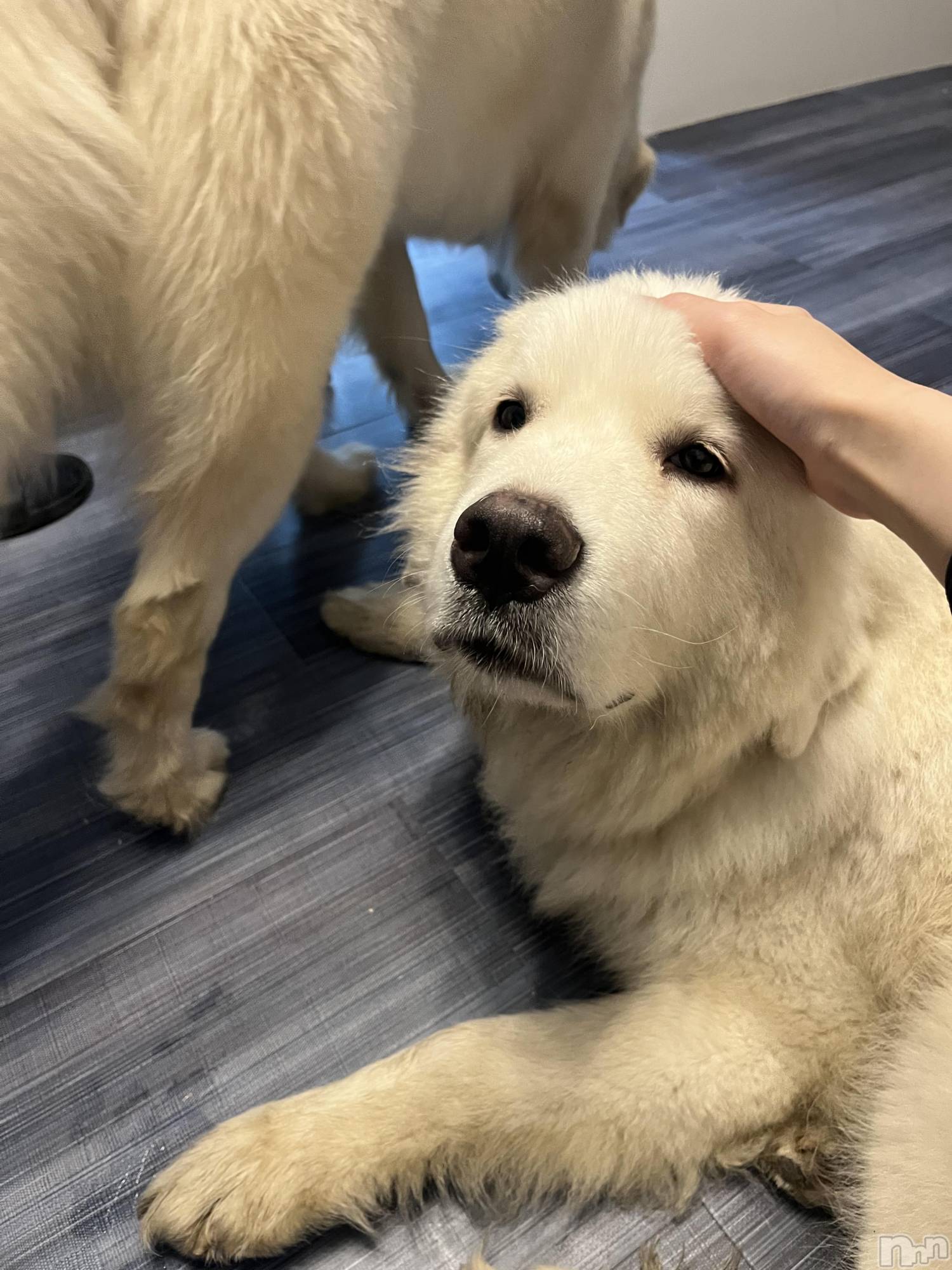 Įʥå륺СL'asile(饸) 2025ǯ1027̥֥֤äա