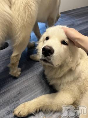 Įʥå륺СL'asile(饸) (24)1027̥֥֤äա