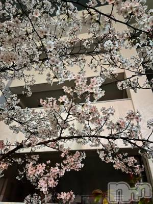 長岡デリヘル BIANCA～主人の知らない私～長岡店(ビアンカナガオカテン) 青柳　れい(36)の4月15日写メブログ「儚さ」