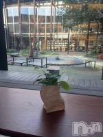 ����ȯ����ѥ˥��󥯥�ֿ��㥳��ѥ˥��󥯥�ֲ���(�˥���������ѥ˥��󥯥�֥ϥʥ�) �ߤ���12��23���̥�֥����֥����