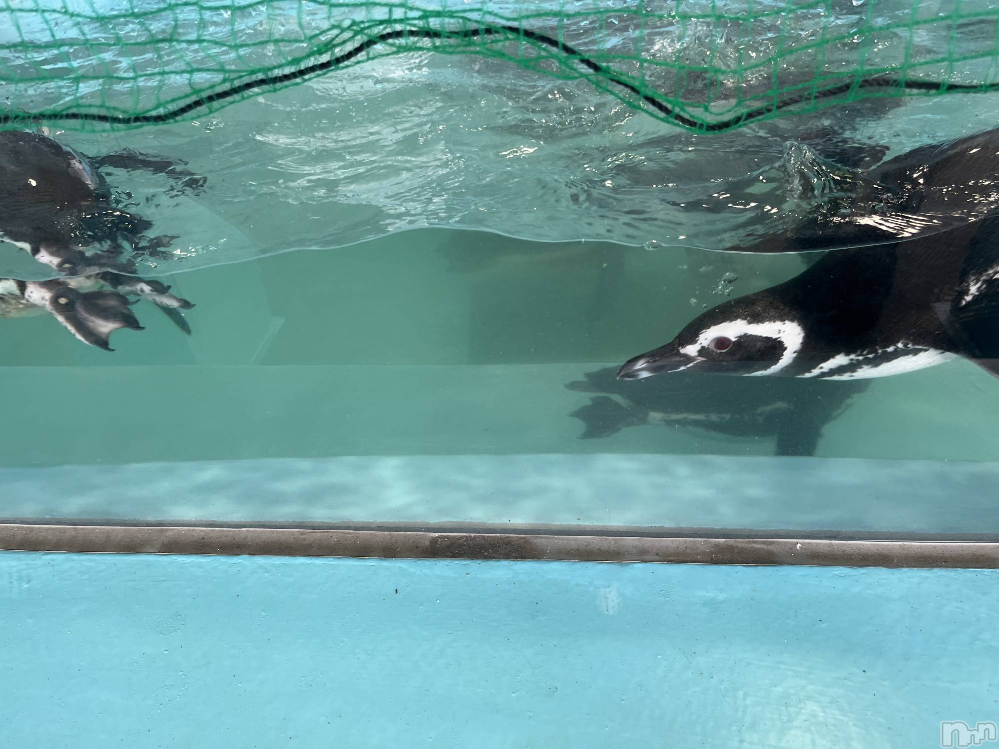 襳ѥ˥󥯥֥ѥ˥󥯥  IKI (ѥ˥󥯥֥) 2024ǯ1023̥֥🐧🫧